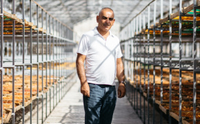 How Armenian dried apricots conquered the UK market