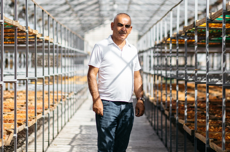 How Armenian dried apricots conquered the UK market